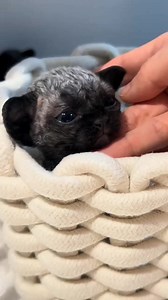 8.4K views · 185 reactions | "I think I'll stay here for a while..." Brought to you by Nutrition Strength: keeping your pets healthy and happy. | Viral Spell | Facebook