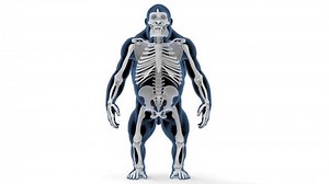 Gorilla Skeleton Anatomy Medical 3d animation
