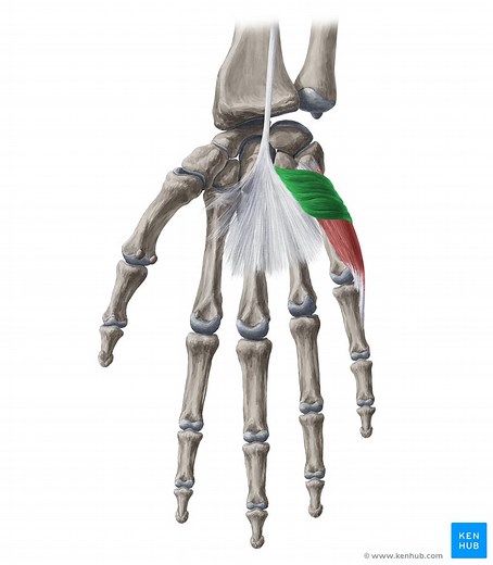 Palmaris brevis muscle