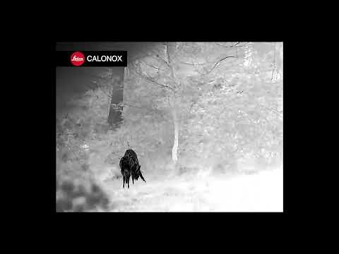 Leica Calonox View - Stunning thermal imaging performance.
