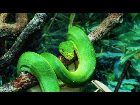 Python, green python, green tree python free stock video Free for use & download