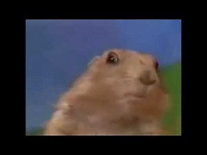 Dramatic Chipmunk With Slowing Motion