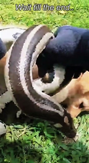 Officer Saves Golden Retriever from MASSIVE PYTHON 🐍🐕