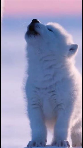 The First Howl How an Alpha Wolf Teaches a Pup to Find His Voice #wolffamily