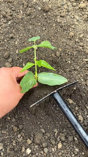 Planting Phaseolus species Tutorial #agriculture #farming #shorts