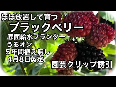 ブラックベリー プランター栽培 底面給水プランターのうるオンプランターで育てています。 ほぼ放置で簡単に育ちますが剪定と誘引は必要です。土壌改良、病害虫対策すれば肥料もあまり要らずうるオンなら水やりも