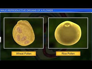 CBSE Class 12 Biology - 2 | Sexual Reproduction in Flowering Plants | Full Chapter | NCERT Animatio