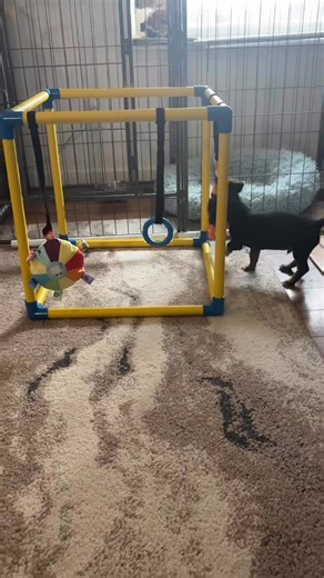 Hunt terrier boys 👀 for family | Montana jack russell and hunt terriers