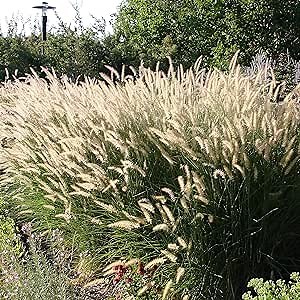 Outsidepride Pennisetum Alopecuroides Fountain Ornamental Grass Seeds - 200 Pcs Perennial, Drought Tolerant Fountain Grass with Bottle-Brush Plumes for Low Maintenance Xeriscapes & Flower Arrangements