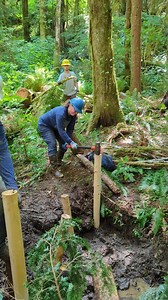 Out with fish-blocking plank weirs, in with fresh new PALS and beaver dam analogs! Post-assisted log structures—like the one Wild Salmon Center Senior Habitat Restoration Badass Betsy Krier is pounding into place on Washington’s Trash Creek—aim to entice local beavers to set up shop for salmon. “Salmon need options,” Krier says. “They might hopscotch up a creek to find a colder pool, or hide out inside a beaver dam. Wild fish streams function best when they’re allowed to be messy and complex.” W