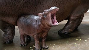 Cincinnati's Zoo's new baby hippo Fritz gets to know sister, Fiona
