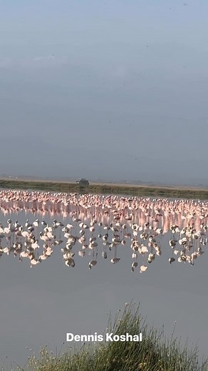 26K views · 1.1K reactions | Flamingos 囹 flying Amboseli National Park | Dennis Koshal | Facebook