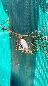 Praying Mantis eating a dragonfly and butterfly #entomology #prayingmantis #insects #predator #cute