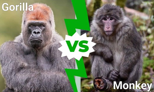 Gorilla vs. Monkey: 7 Differences Between the Two