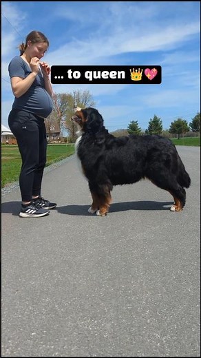 Bernese Mountain Dog — Aubrieta from Puppy to Queen 👑 #bernesemountaindog #dogshorts