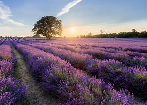 London's Incredible Lavender Field Is A Purple Paradise - And It's Opening Up Next Week