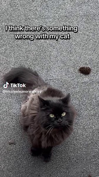 Understanding Unusual Cat Sounds and Behavior