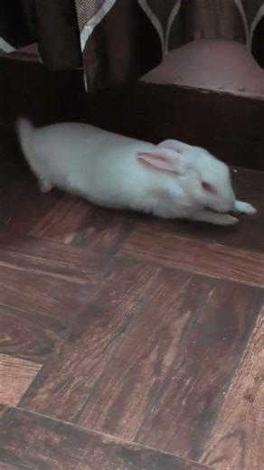 Cute Rabbit Moments 🐰❤️ #Shorts