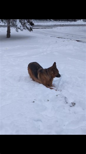 Ember always enjoys the snow. 🥰 She's finding weapons out there today though! 👀 | League of Shepherds