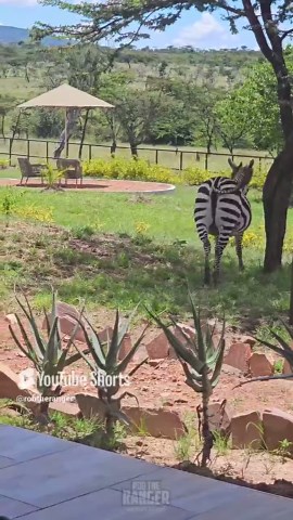 How the striped zebras take over lawn-mowing duty in the wild