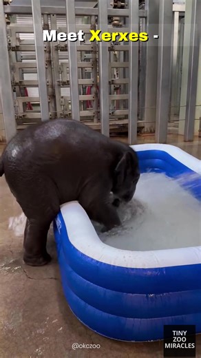 Meet Xerxes 🐘💦 The OKC Zoo’s first male elephant calf — learning confidence through bath time. Splash. Explore. Learn. Some elephants don’t just like water… they live for it 💛 #BabyElephant #Xerxes #OKCZoo #ElephantCalf #CuteAnimals | Tiny Zoo Miracles