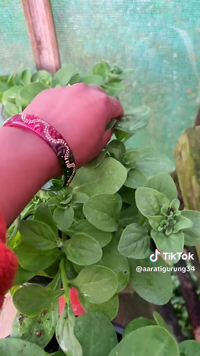 Petunia Flower Care: Tips for Growing Beautiful Blooms