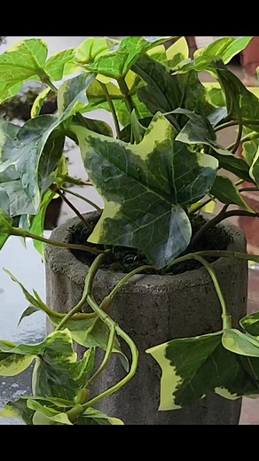 116K views · 5.1K reactions | 15 Hard Truths of Life #truth #lifecoaching #selfcare #reels @followers | The Ramon’s | Facebook