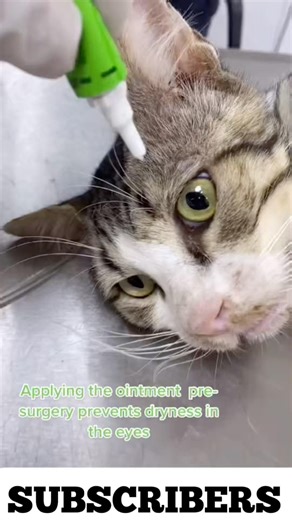 🐱 Eye Prep Care #EyePrep #CatCareRoutine #FelineCare #PetHealth