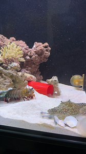 276K views · 1.9K reactions | Crab fight back with mantis shrimp勞 | Hai Hai | Facebook