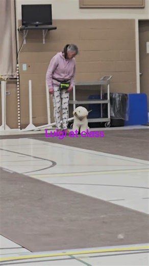 Training Luigi: Bichon Frise Obedience Class