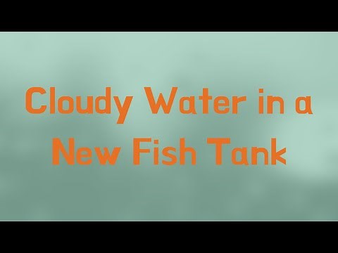 Cloudy Water in a New Fish Tank