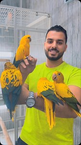 فروخ الجولدن كنيور Golden parakeet بالإمارات فقط .. الشارقة . سوق الجبيل لطيور محل التغريد 35 ‎#دبي #دبی #الامارات #الامارات_دبي #عجمان #ابوظبي #راس_الخيمة #الفجيره #الشارقة_دبي #بغبغاء #بغبغاءكاسكو #parrot #parrots #parrotsofinstagram #parrott #parrotlover #caique #blackheadcaique #macaw #dubai🇦🇪⁩⁩⁩#جولدن_كنيور | Ahmed Ghaith