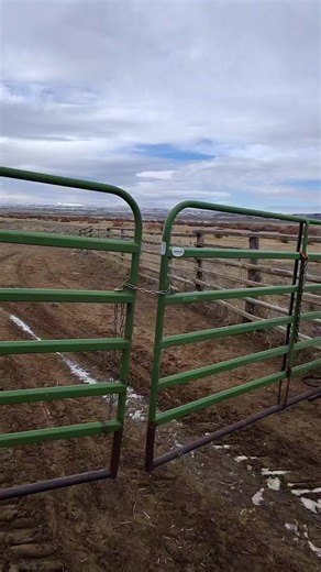 Fun fact⬇️Some states have minimum height requirement on livestock fences! This was kind of a surprise to me to learn because we always err on the side of making the fence taller. Our corral fences and gates are all around 6 feet tall. A taller fence/gate discourages cattle from trying to jump out. Before we remodeled this corral, we had a bit of an issue with jumpers! With our Powder River gates hung this high, it’s not an issue. Were you surprised how tall our corrals are? | Rancher Ryan