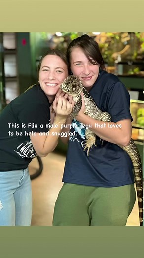 Male purple Tegu at Reptile Rapture. www.reptilerapture.net | Reptile Rapture