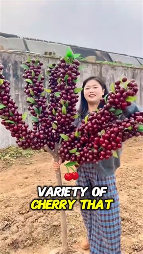 158K views · 1.6K reactions | Dwarf cherry | Terra Nursery | Facebook