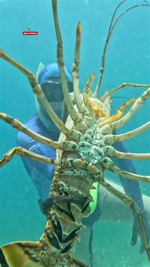 The Easy Way to Catch Lobster! #fishing #spearfishing