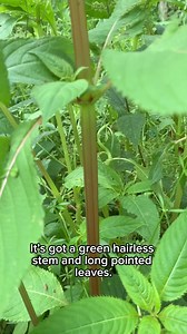 We need your help to pull up... - Lancashire Wildlife Trust