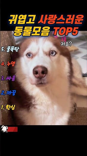 Top 5 cute and adorable funny animal gifs collection ㅋㅋㅋ