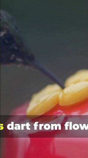 Serenity of the Amazon: 4K Nature Documentary