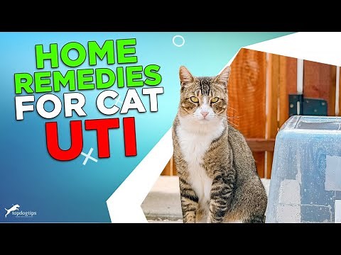 Home Remedies for Cat UTI