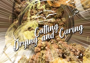 Cannabis Blog - Latest 420 News & Stories | Dutch Passion