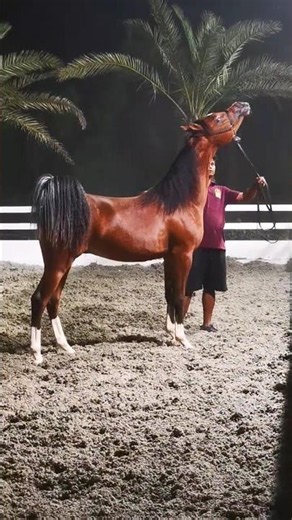 Too Beautiful to Be Real! 🐎✨ | جمال لا يُصدق للحصان العربي #ArabianHorse#PureArabian #BeautifulHorse