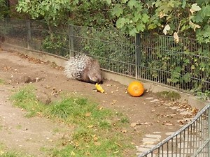 🎃🎃 Ui, was ist das denn für ein komischer Typ da in meinem Gehege?🎃🎃 So ganz geheuer war die orangefarbene Leckerei Stachelschwein Steffi nicht. Sie rasselte daher erst einmal mit ihren Stacheln. Da der Kürbis nicht zum Angriff überging, entschied sie sich aber ganz mutig, ihn einfach zu verzehren. Übrig blieb nur der Stiel. Mmh, lecker. Wann ist wieder Halloween?? | Zoo Krefeld