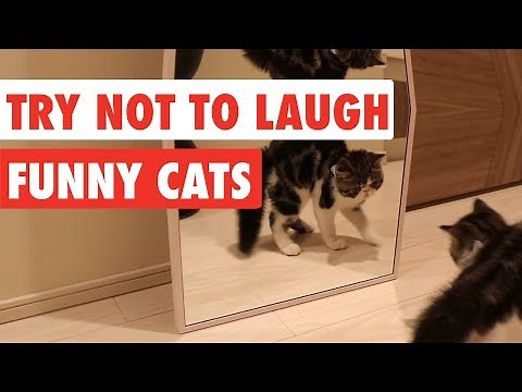 Try Not To Laugh | Funny Cat Video Compilation 2017
