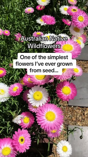 Growing Australian Native Wildflowers from Seed: A Guide to Everlasting Flowers