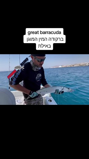 #CapCut #livebait #fishing #redsea #fishingnarko #catchandrelease #eilat #barrcuda