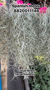 Spanish Moss A dreamy, draping air plant that adds instant tropical charm to any space. Lightweight, elegant and super low-maintenance—perfect for your balcony, garden décor or hanging arrangements. Care: • Bright indirect light • Mist 2–3 times a week • Good airflow is a must • Soak weekly for deeper hydration #SpanishMoss #AirPlantLove #CloudForest #GreenDecor #PlantNursery #NatureVibes Booking no 8820011146 | Cloud Forest