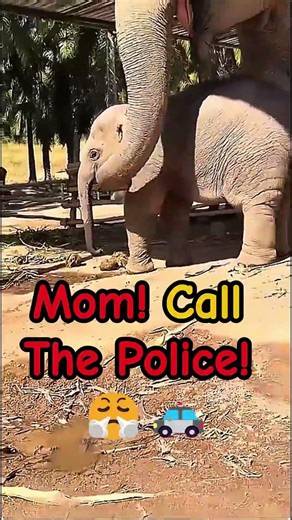 Telling Mom! 🐘😤 #babyelephant #elephant #animals #funny #nature