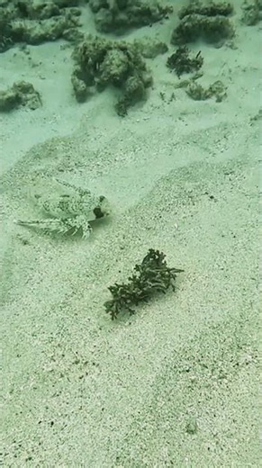 Hunting Flying Gurnard