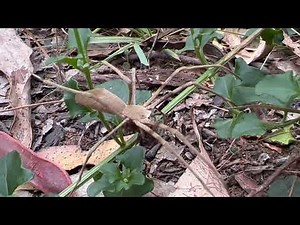 The net casting spider - Deinopis subrufa